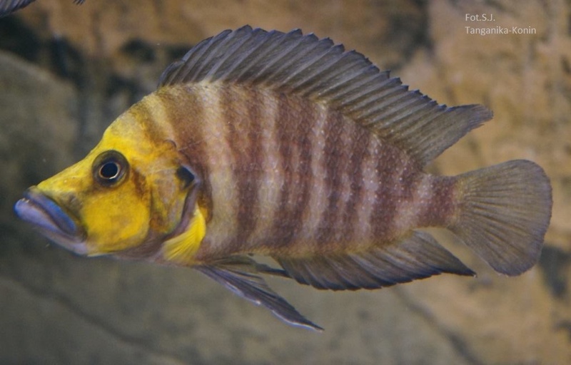 Altolamprologus compressiceps 'Kasanga'